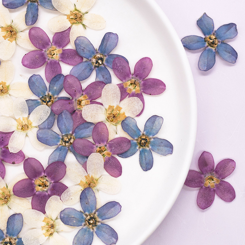 Baby Products Decoration - 12pçs, flor estrela azul prensada, faça