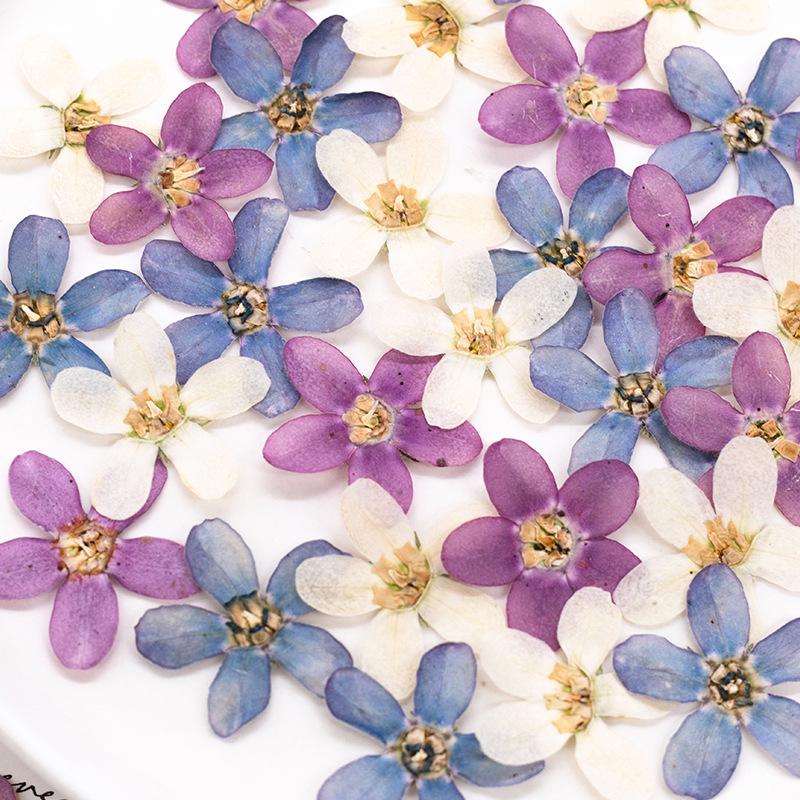 12pçs, flor estrela azul prens - Baby Products Decoration avaliação e preço